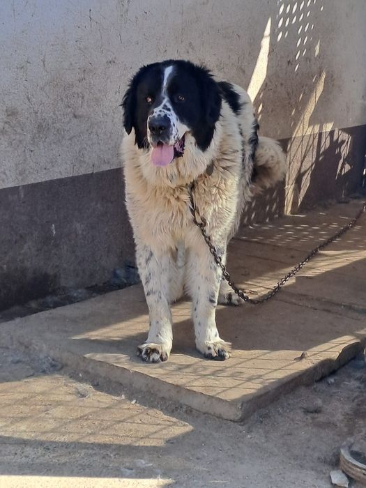 Vând caine ciobanesc de bucovina