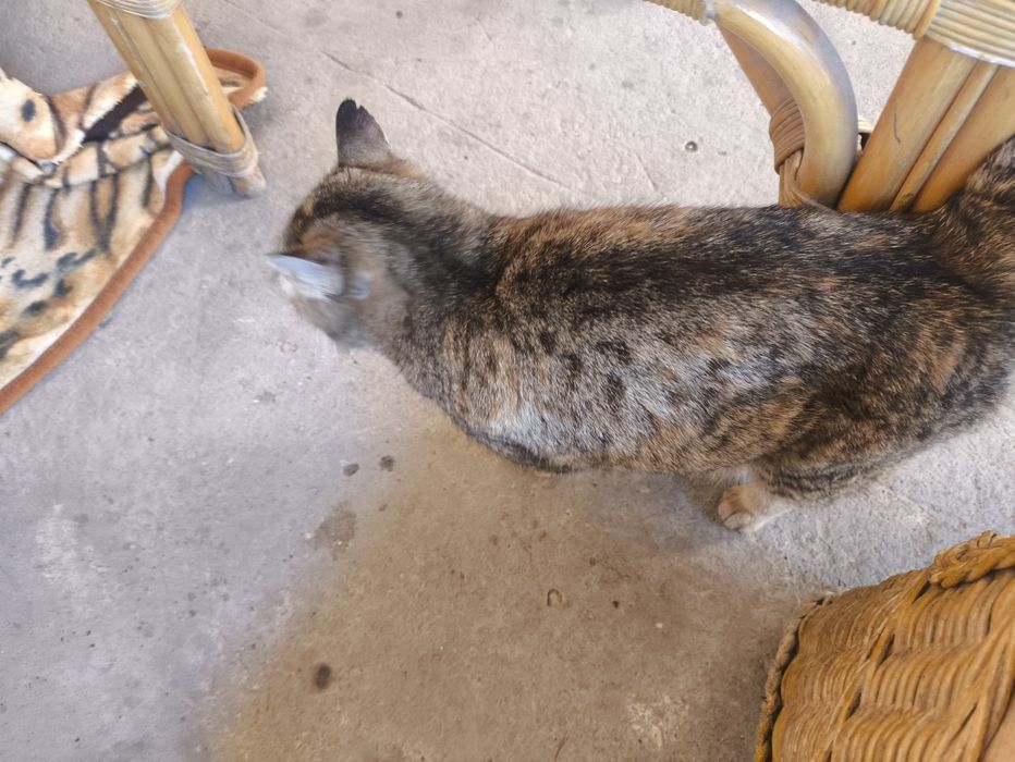 Котята и кошка  добрые руки