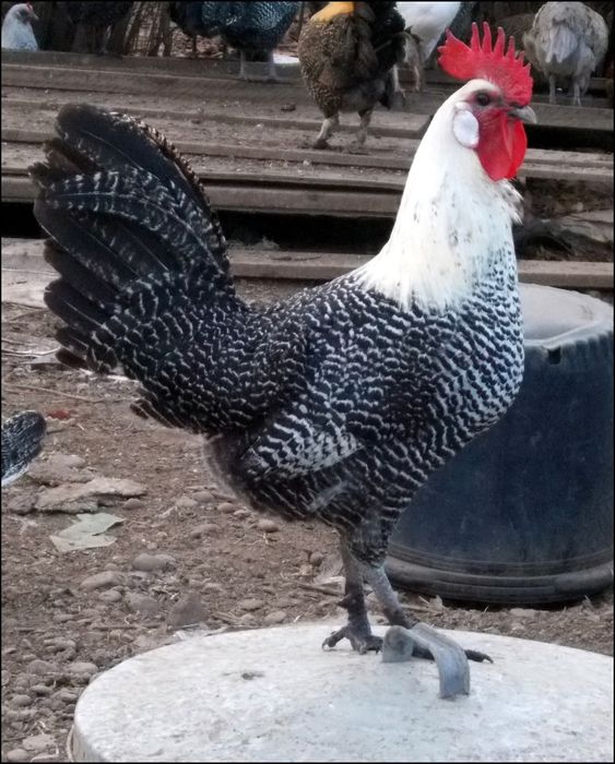 Брекель серебристый хороз сотилади