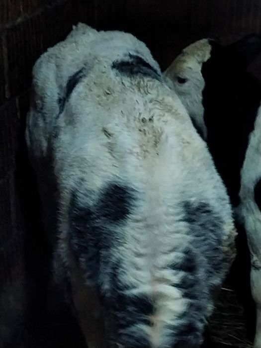 Vând vitei belga și baltat