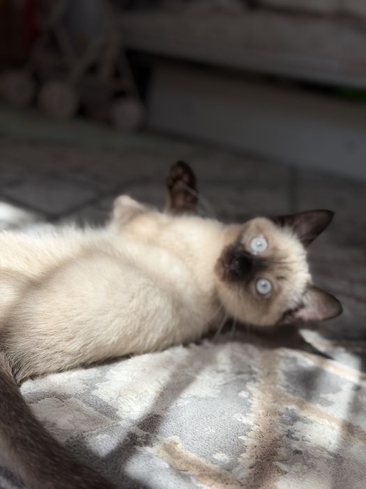 Кошка котенок кошечка
