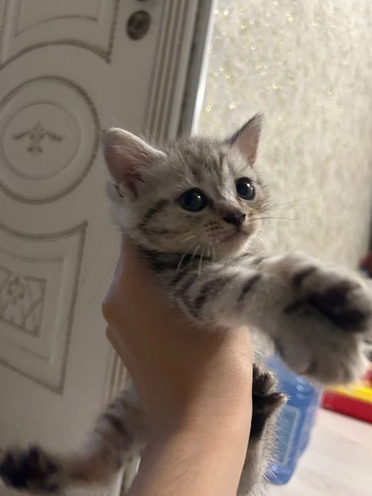 Котята шотландские