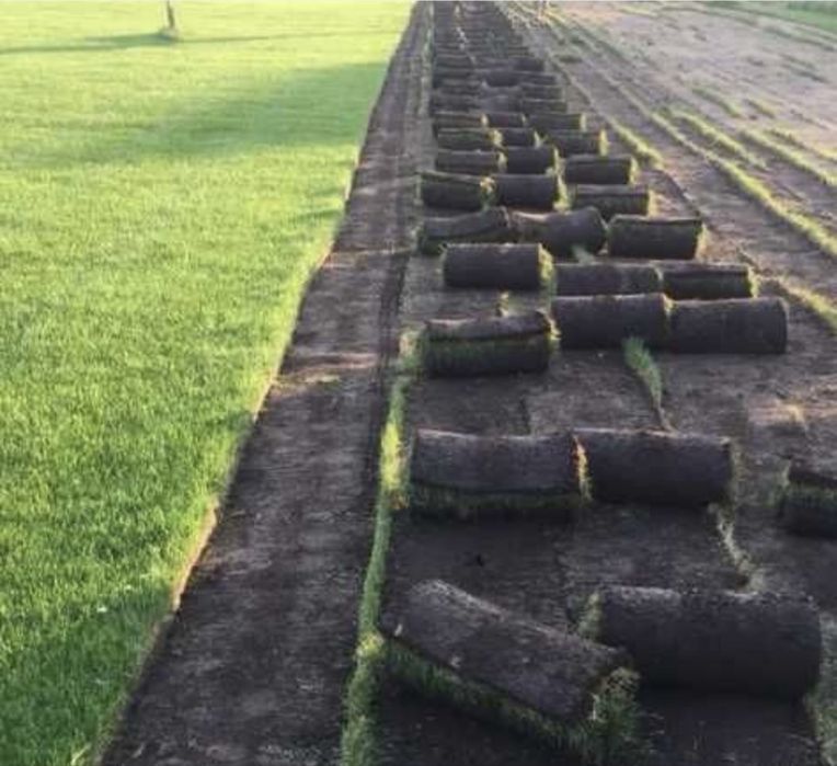 Gazon rulou de cea mai inalta calitate- Montaj inclus