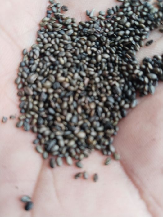 Жоңышқа тұқым люцерна семена