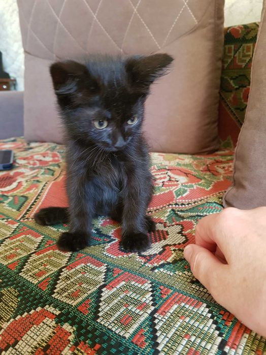 Котенок ишет дом