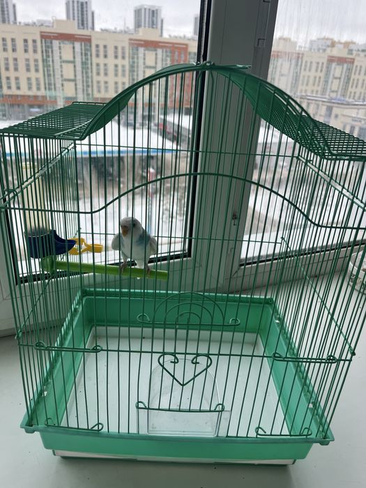 Продам попугая с клеткой