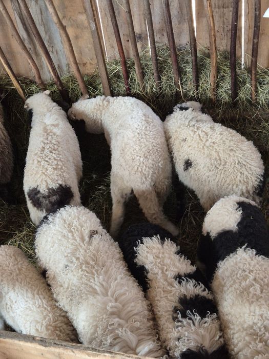 Vând miei pentru tăiat și ținut