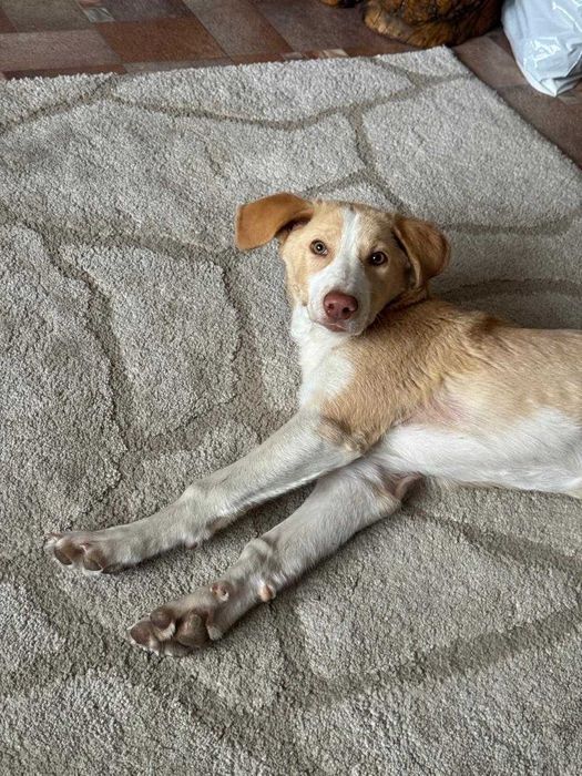 Щенок, метис лабрадора