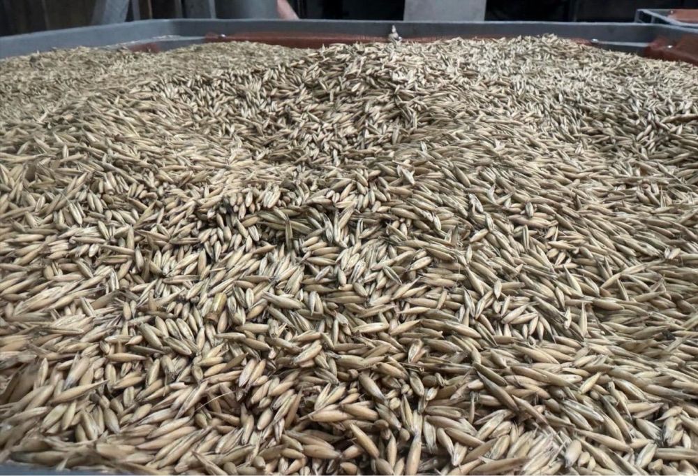 Vand ovaz bun de semanat