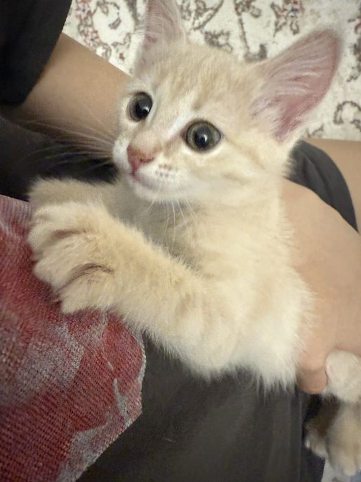 Котёнок ищет дом