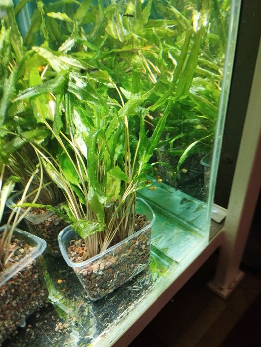 Продам Водоросли Криптокорина