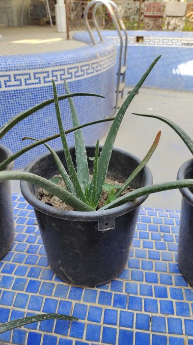 Алоэ Вера гули сотилади