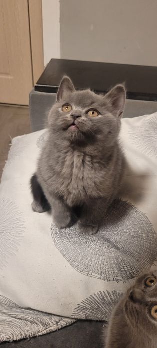 Британски котенца