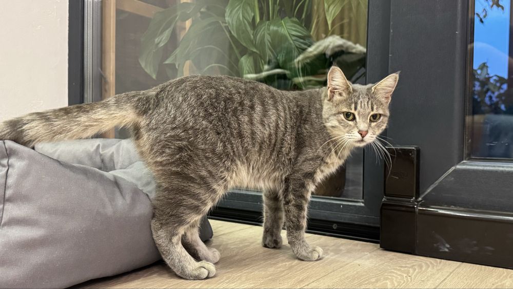 Кошка ласковая и красивая