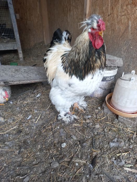 oua pt incubat cluj napoca