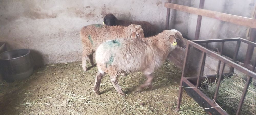 Продам Баран тохты костраты три головы