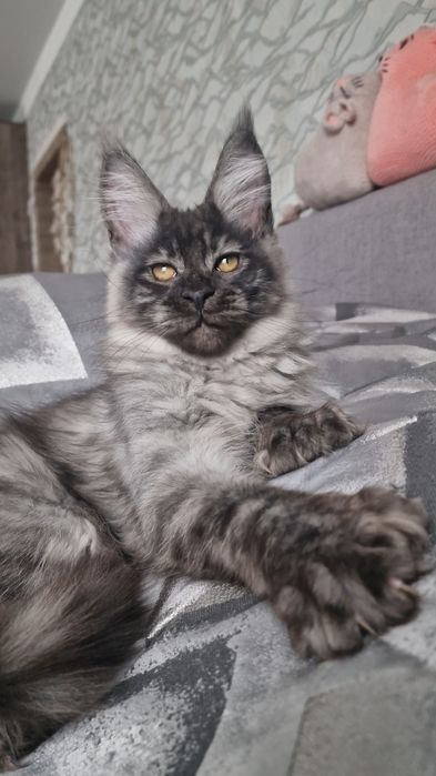 Мейн-кун котёнок полидакт