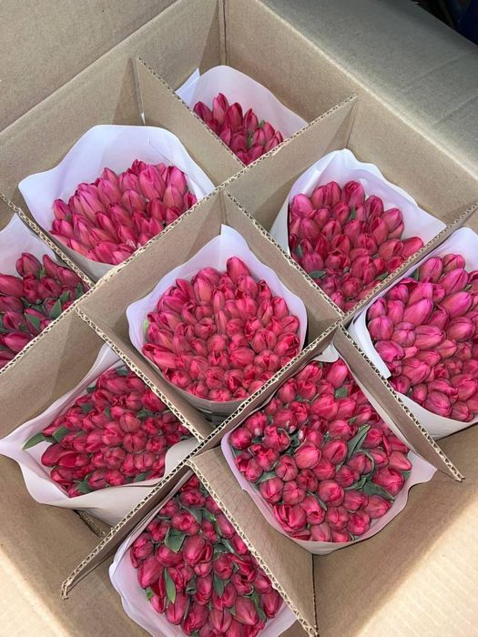 Продаем тюльпаны в розницу