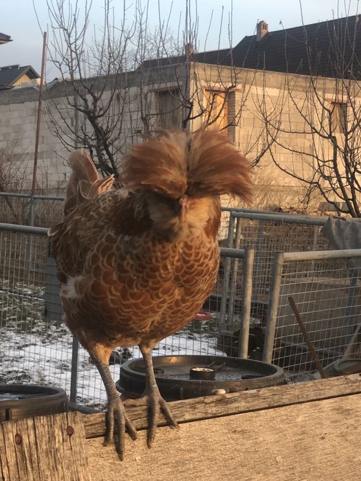 Cocosi paduana tineret