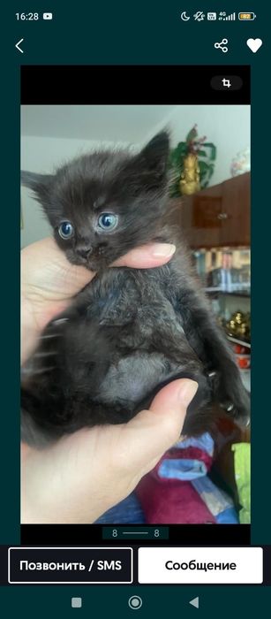 котенок девочка черная