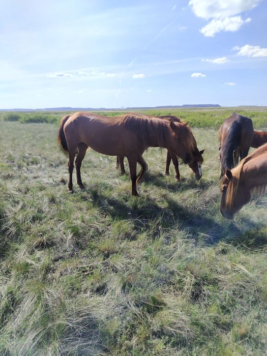 Ту бйе сатылады или обмен