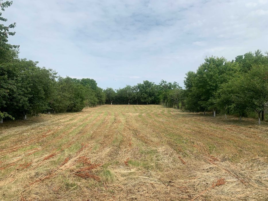 Teren intravilan Ciolpani – 1.375 mp – Str. Negustorilor – asfalt, utilități