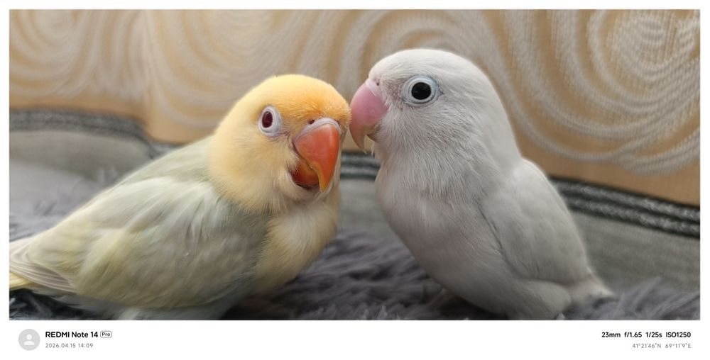 Ruchnoy popugay nerazluchka