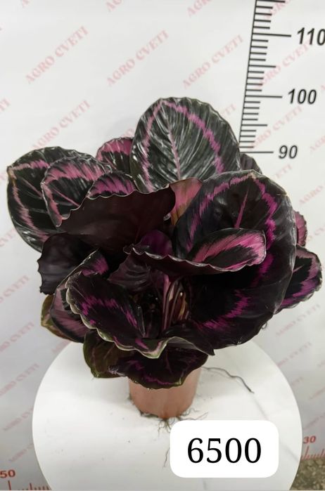 Бөлме гүлдерін сатамын.