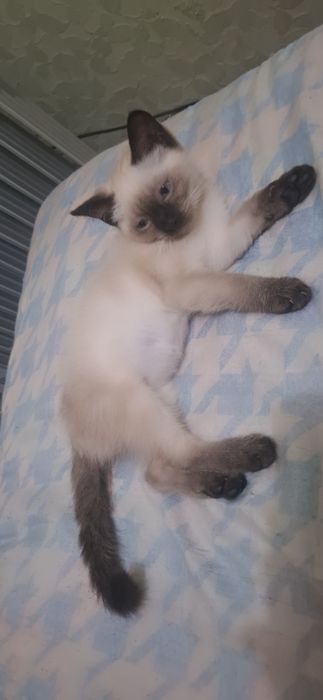 Сиямский мушукчалар сотилади