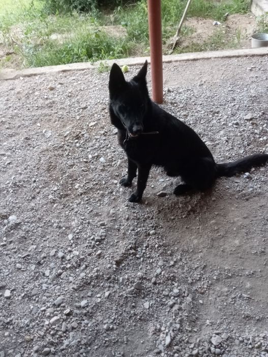Sharqiy Yevropa zotli afcharka