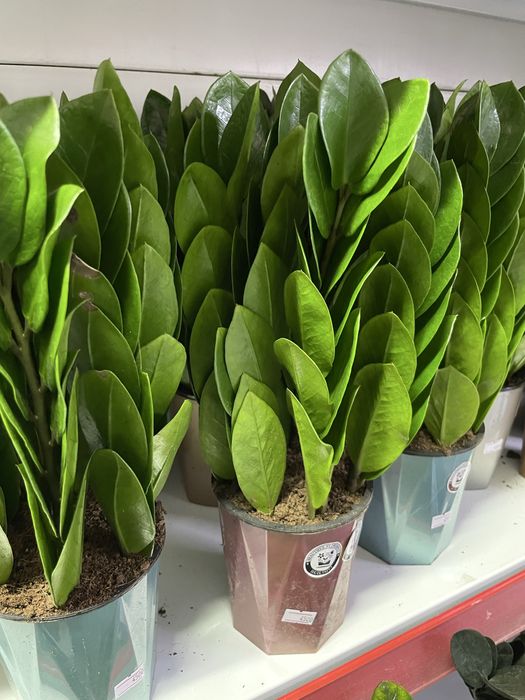 Долларовое дерево