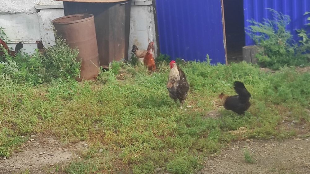 Продам курей и циплят домашние