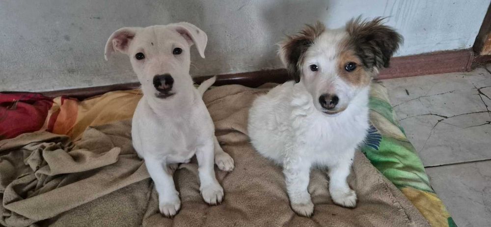 продавам джак ръсел териер