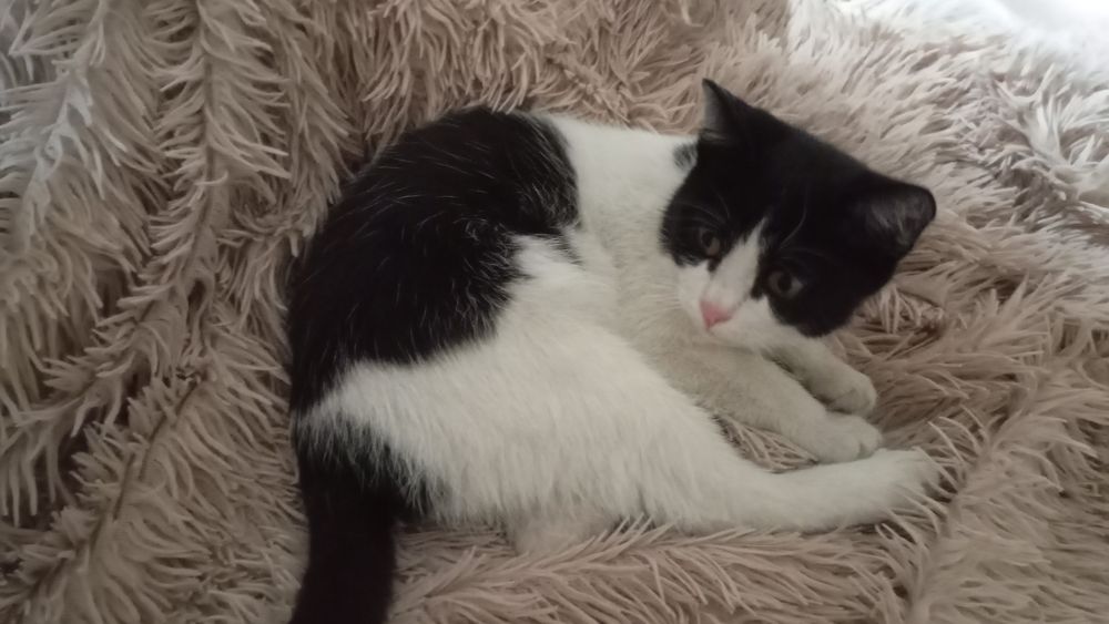 Ищем дом для котика