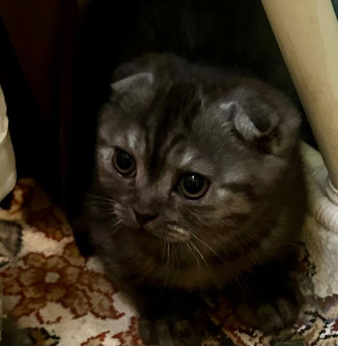 Mushukcha scottish fold shinshila
