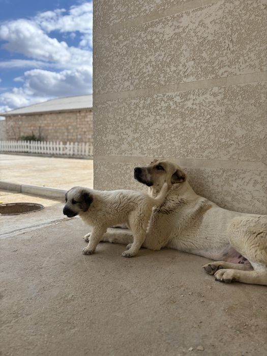 Продается щенок Алабая