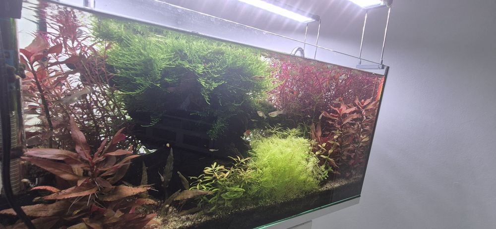 Plante de acvariu