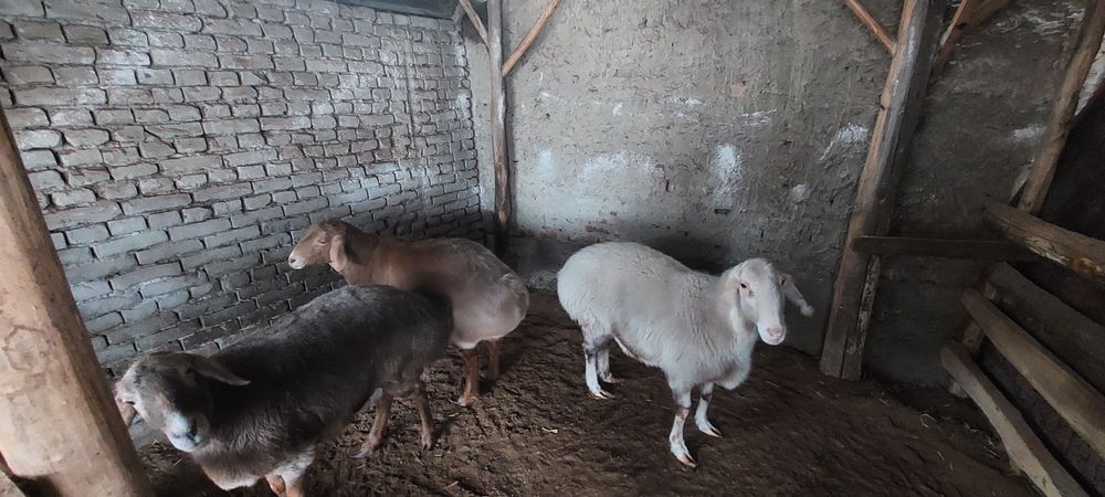 Соглом соглик коелар 3 ласиям 1 партиядан тук,ан