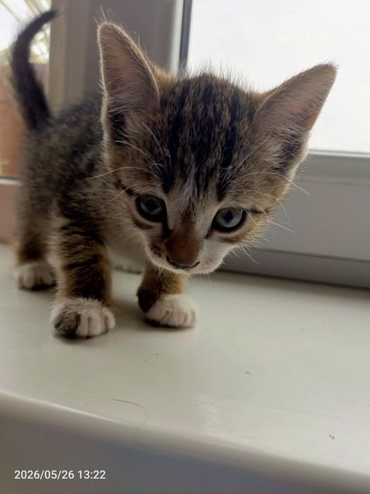 Отдам даром котят в добрые руки!