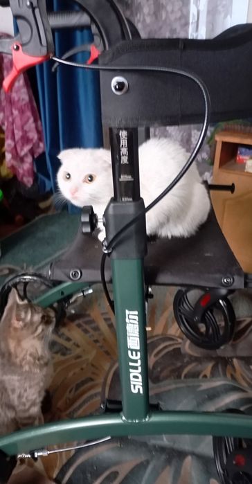 Кошечка вислоухая, чисто белая.