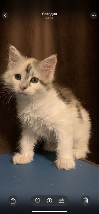 Девочки мейнкун с родословными