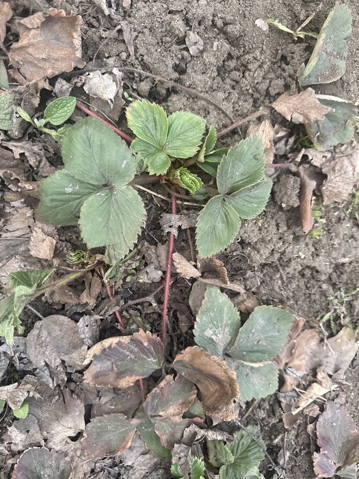 Продам клубнику