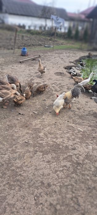 Ouă de rață și gânscă