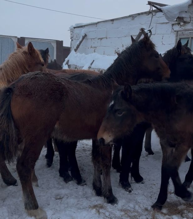 Продам жеребят по 300 находятся в городе