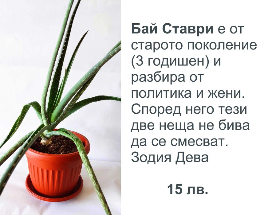 Алое Вера с характер