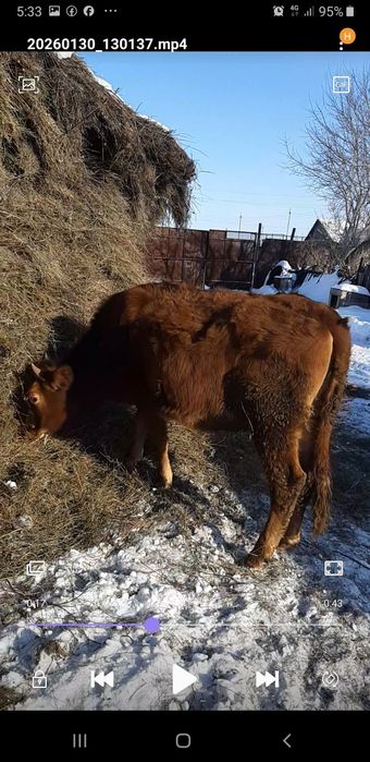 Телка год и восемь месяцев