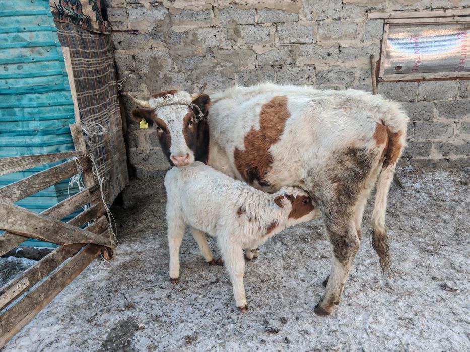 Бзаулы сыйыр сатам