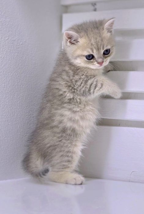 Котики британские ГолУбоЕ зоЛотО