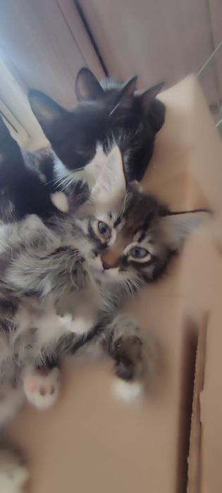 Отдам котят в добрые руки