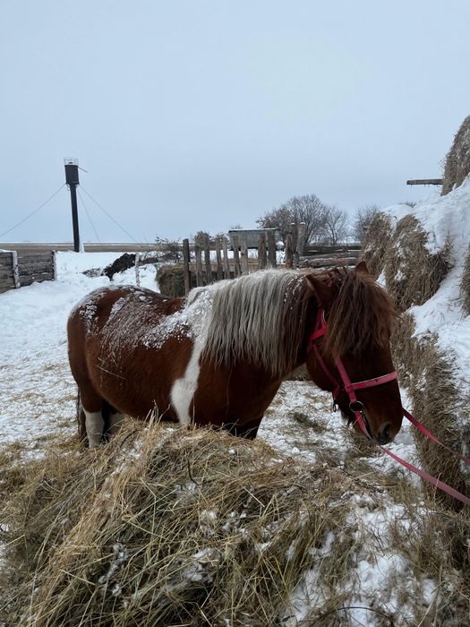 Продам жеребца полу тяг